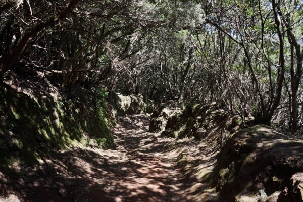 Misty forest road in Anaga Rural Park Tenerife landscape