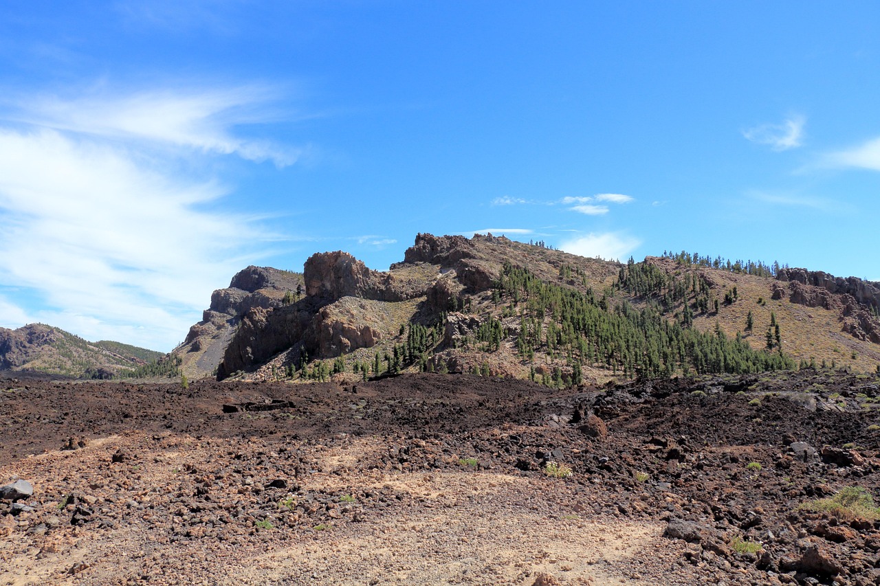 Native matorral shrubs in Anaga Rural Park Tenerife terrain