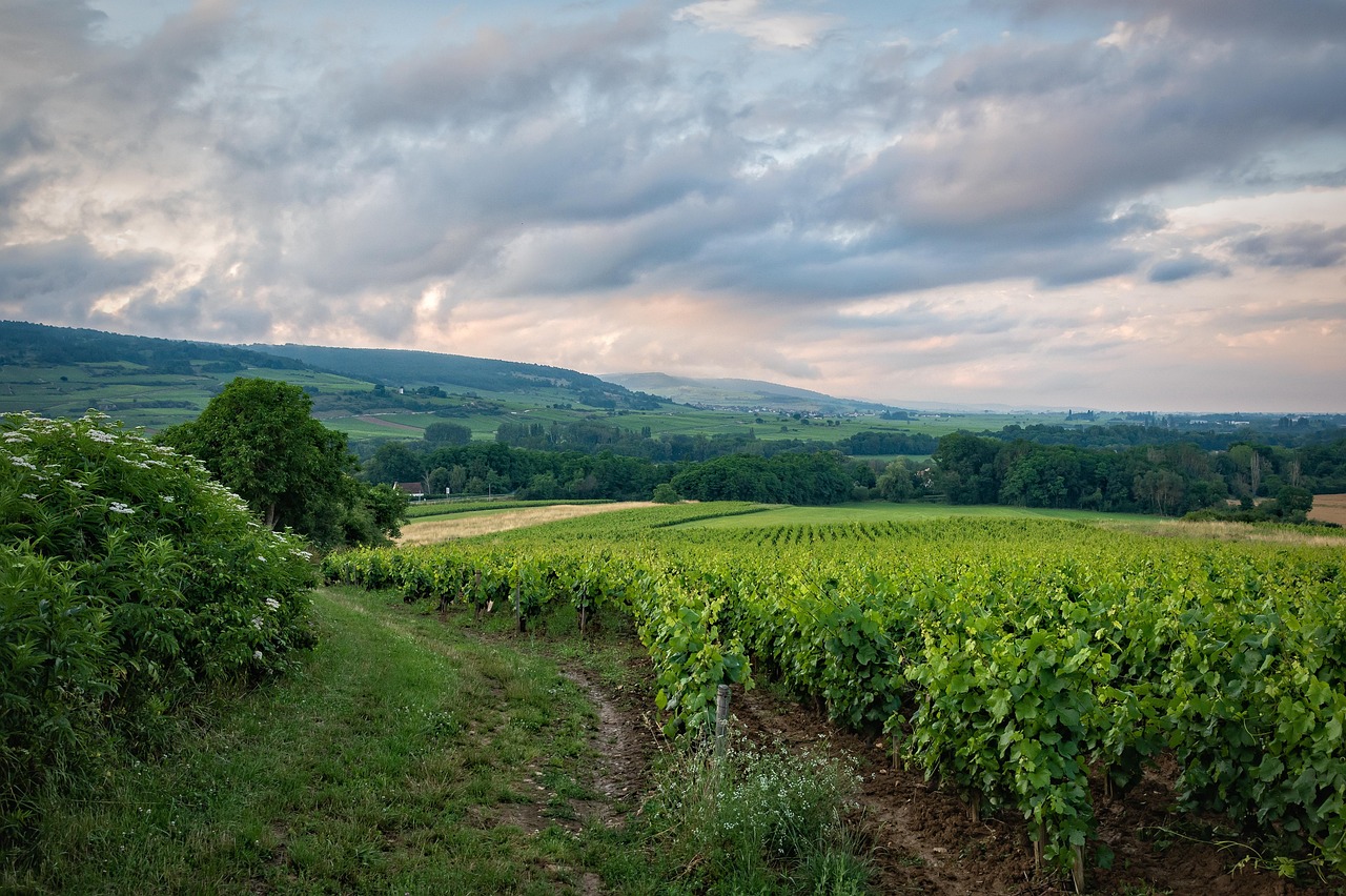 sunlit vineyard rows stretching across the french countryside
