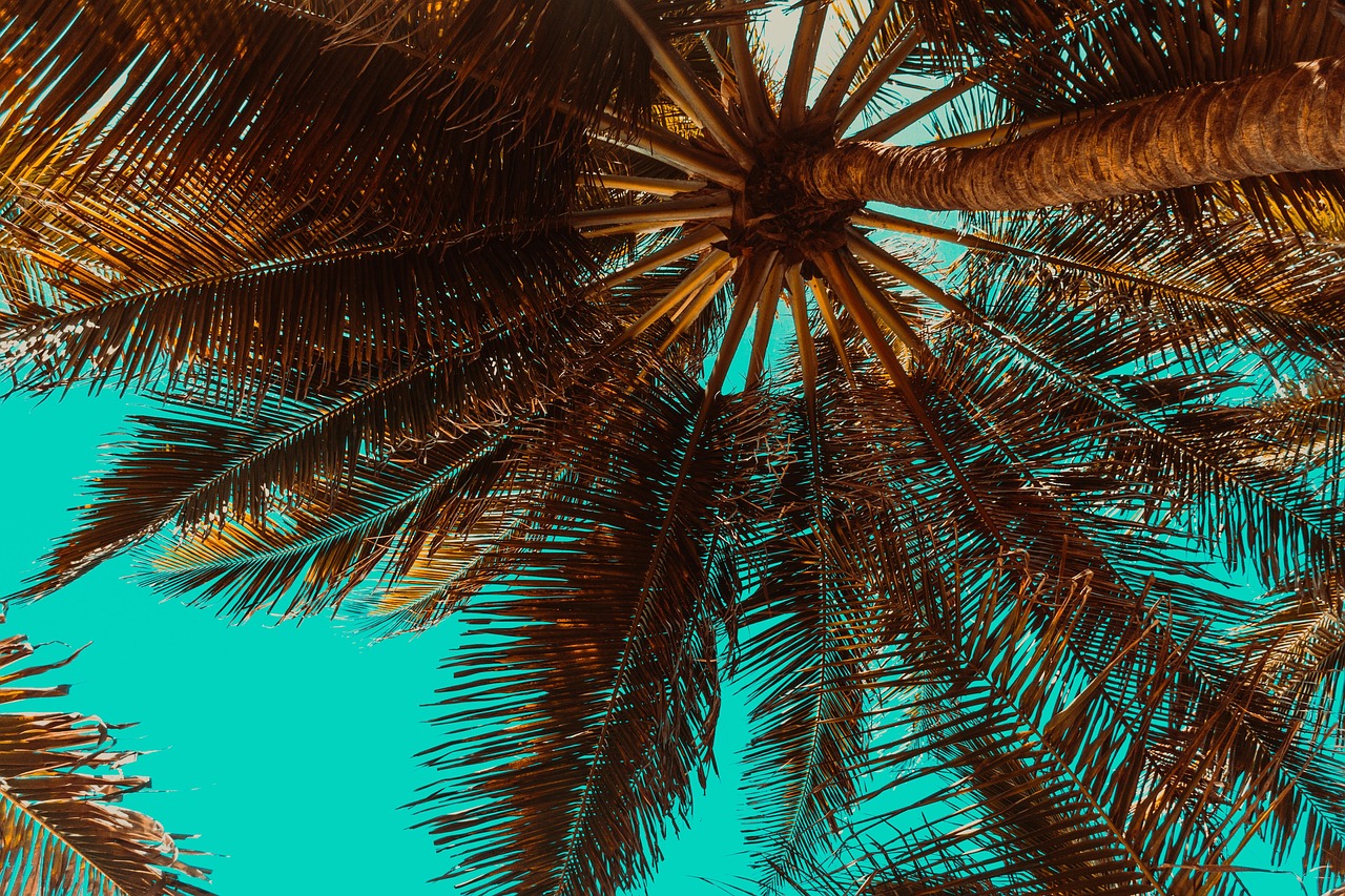 Palm trees lining the beach in the Santanyi area of Mallorca