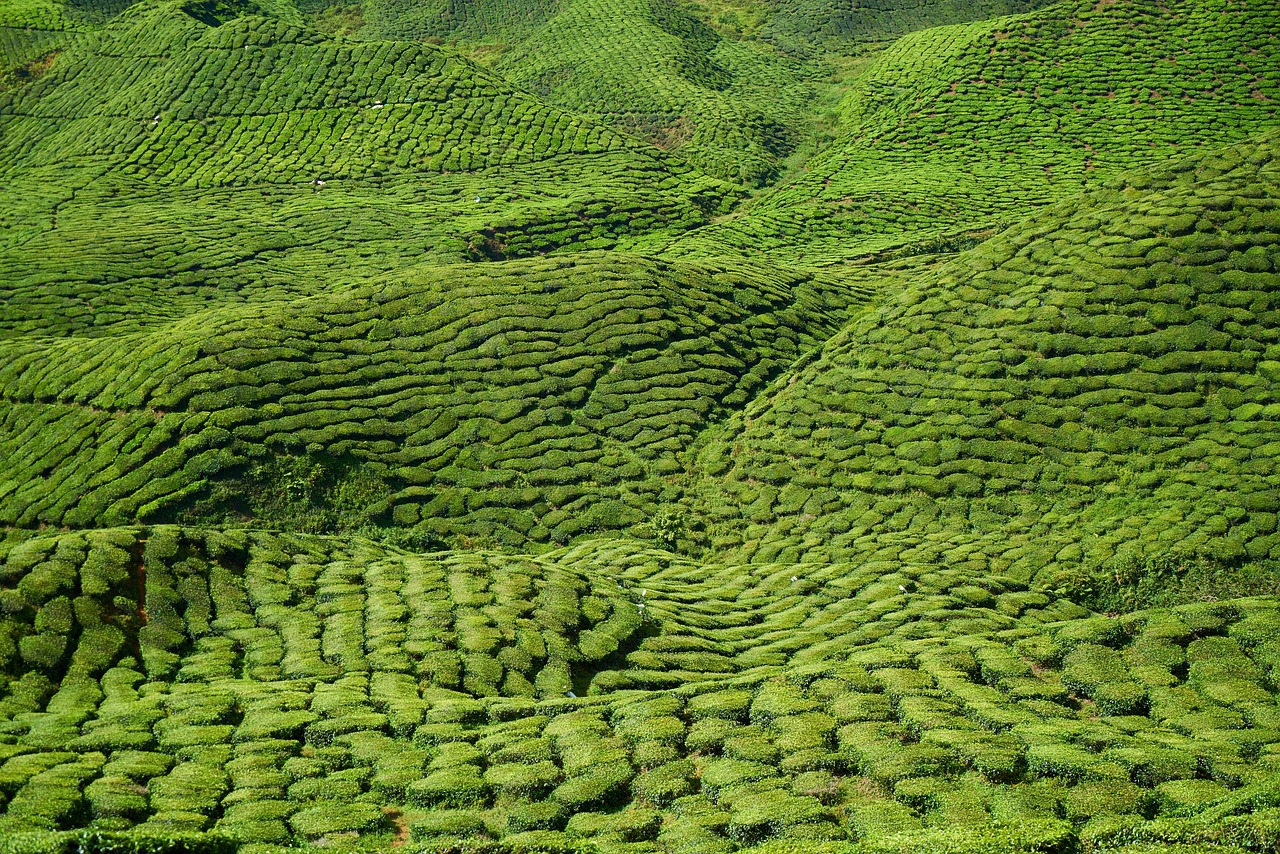 Lush green tea plantation rows on the hills of the island